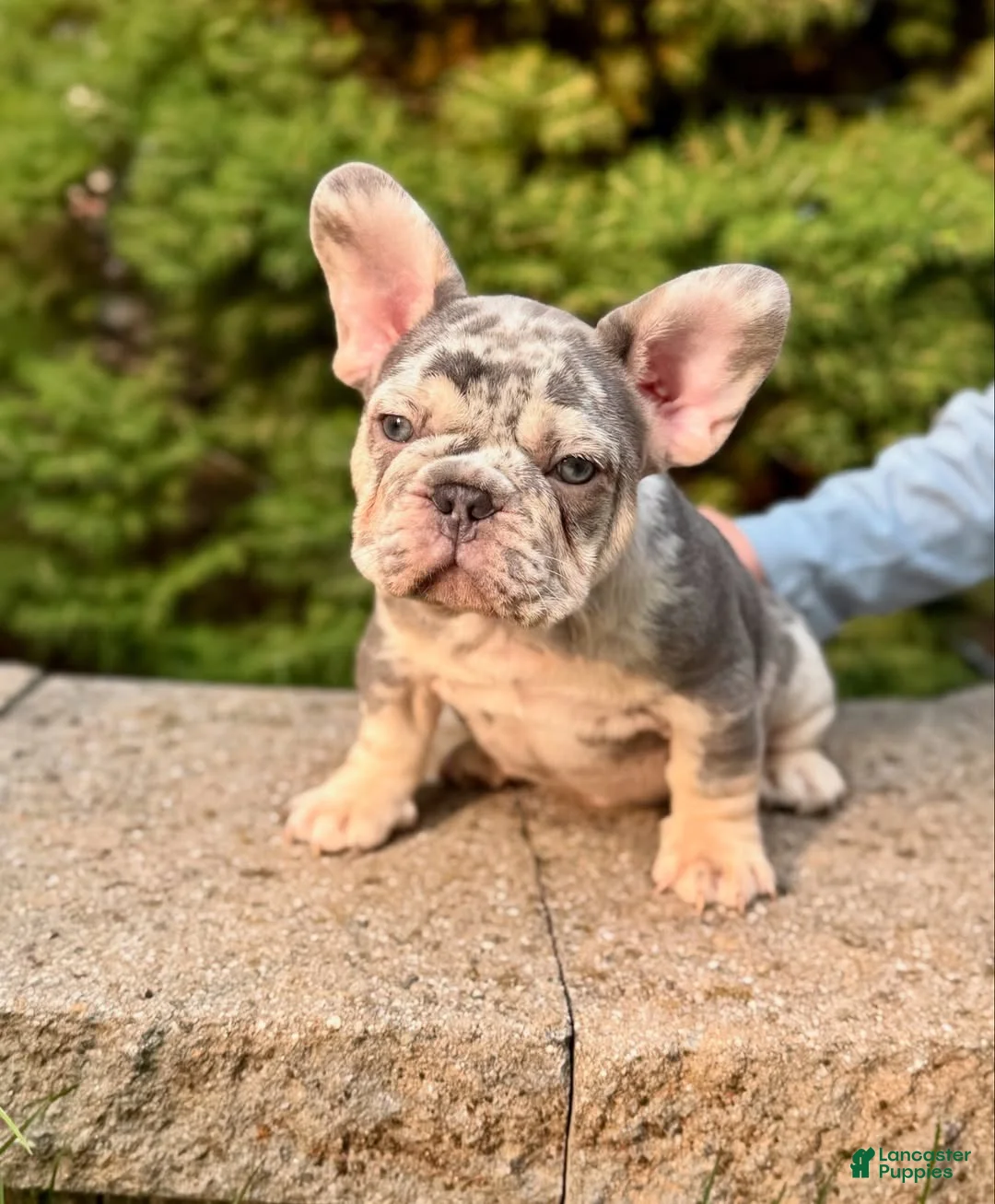 French Bulldog dogs for sale: French Bulldog 2 - Ad 1