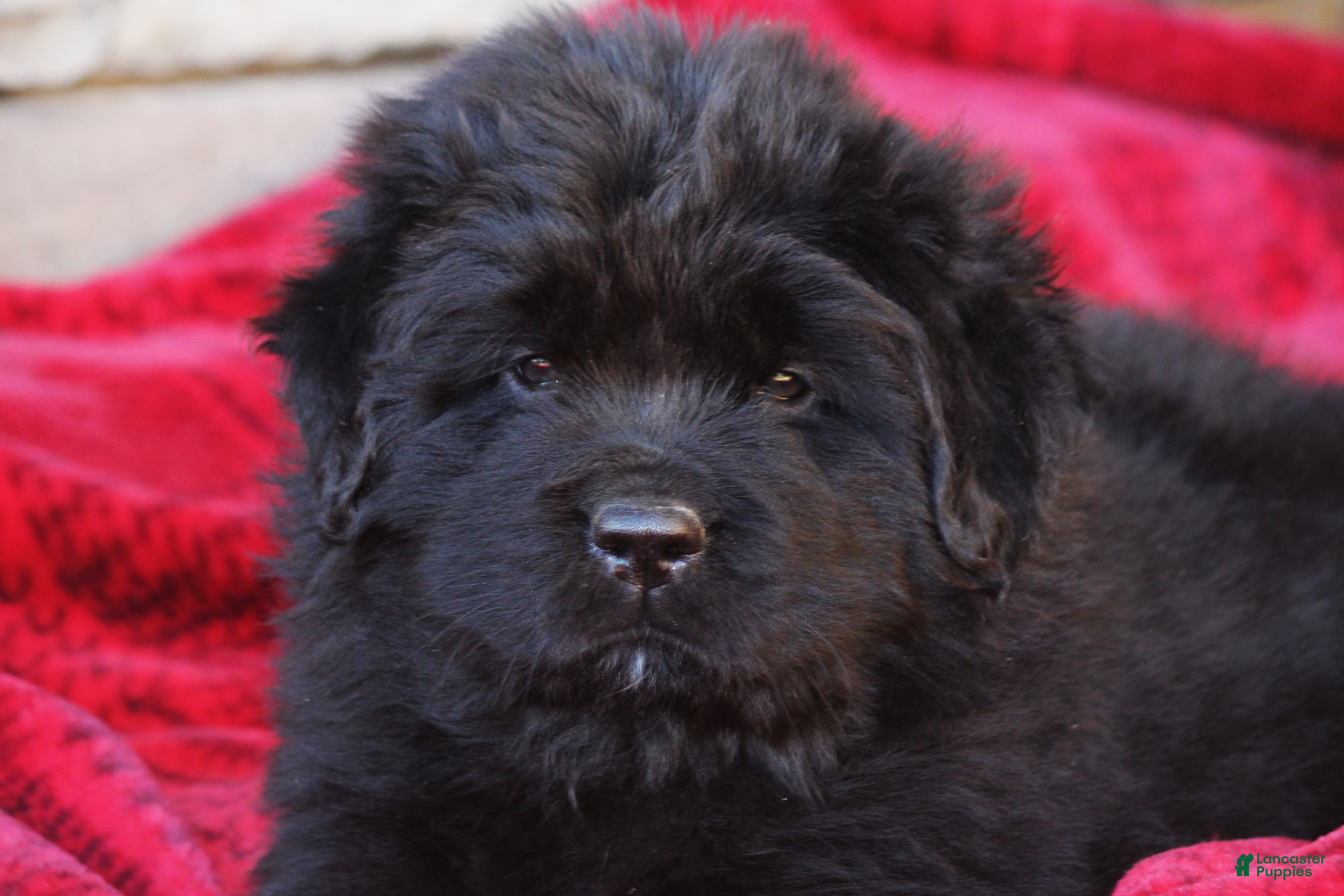 Newfoundland dogs Isla - Ad 13