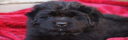Newfoundland dogs for sale: Isla - Ad 1