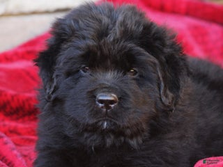 Newfoundland dogs Isla - Ad 12