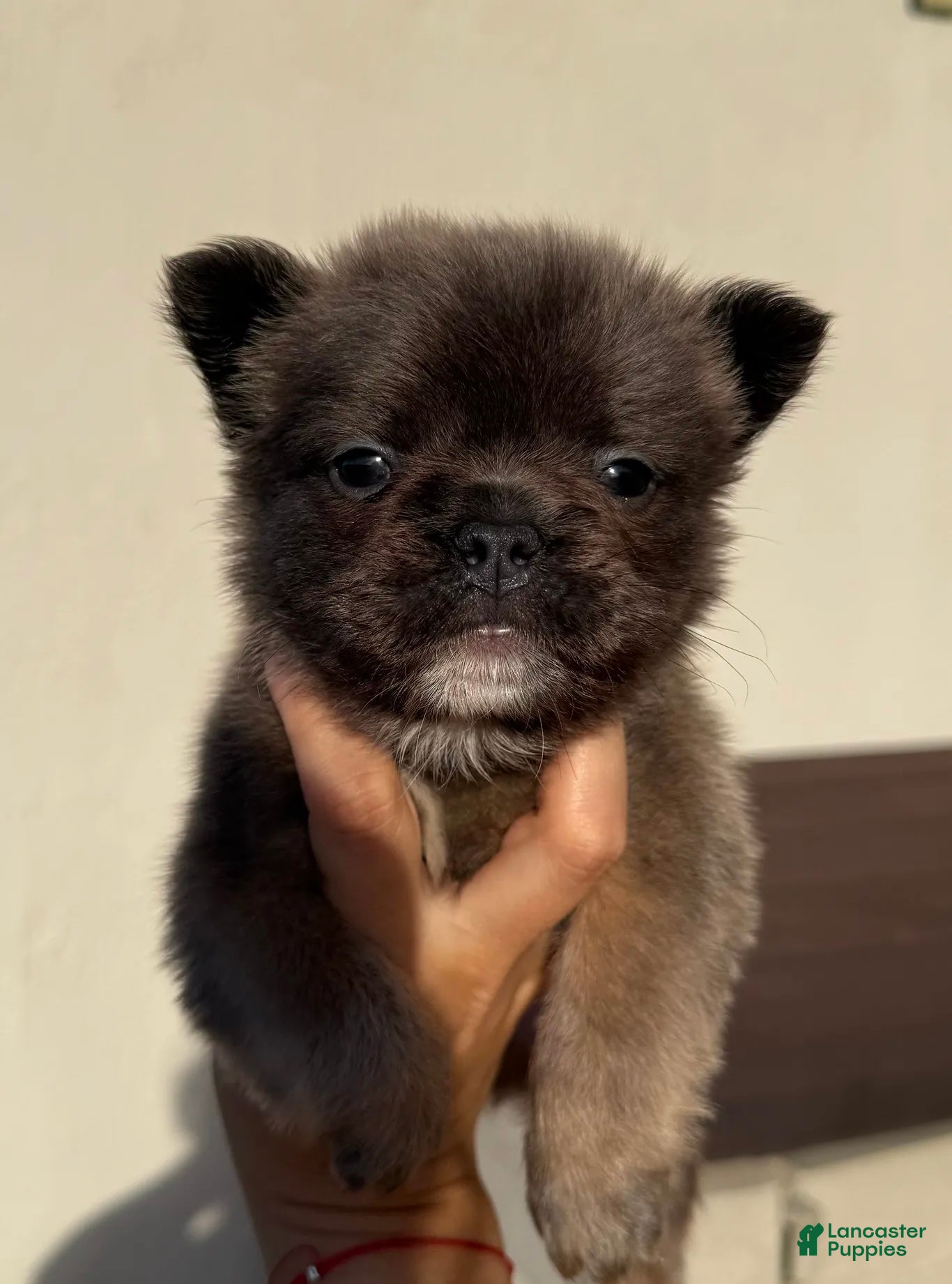 French Bulldog dogs FATBOY - Ad 1