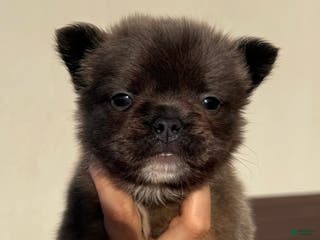 French Bulldog dogs FATBOY - Ad 2