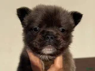 French Bulldog dogs FATBOY - Ad 4