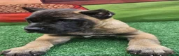 Cane Corso dogs for sale: KING - Ad 4