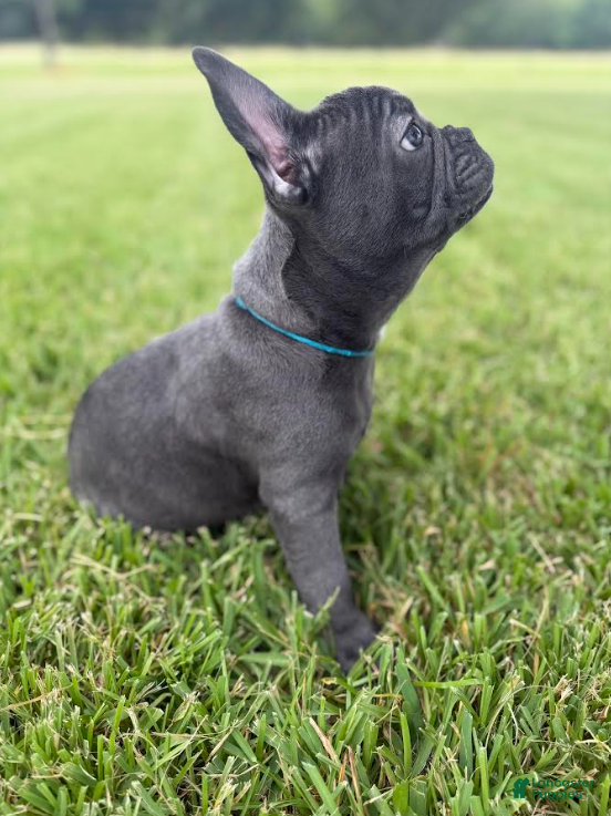 French Bulldog dogs Light Blue Collar - Ad 1