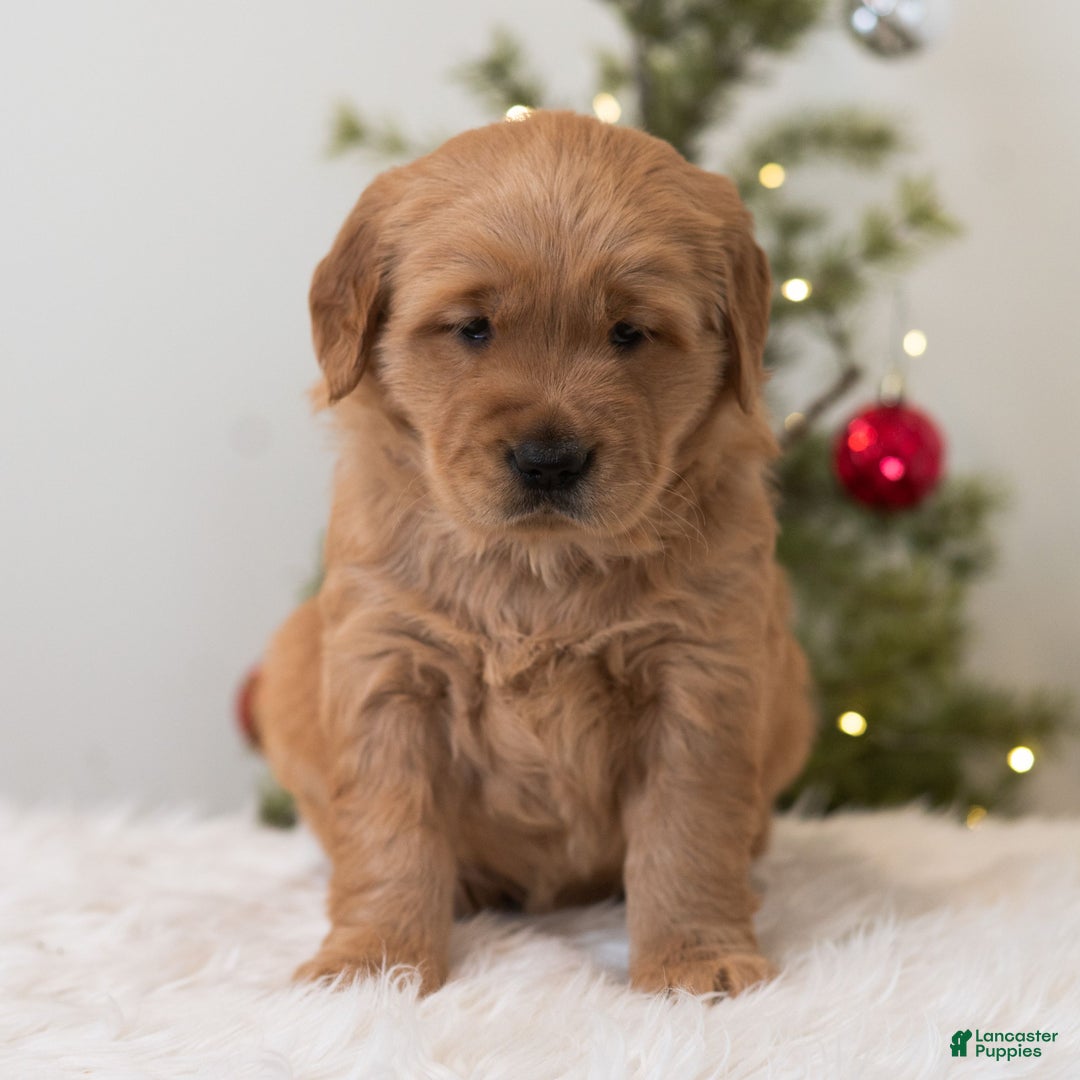 Golden Retriever dogs for sale: Holly  - Ad 4