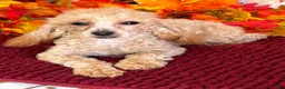 Toy Poodle dogs for sale: Stella - Ad 3