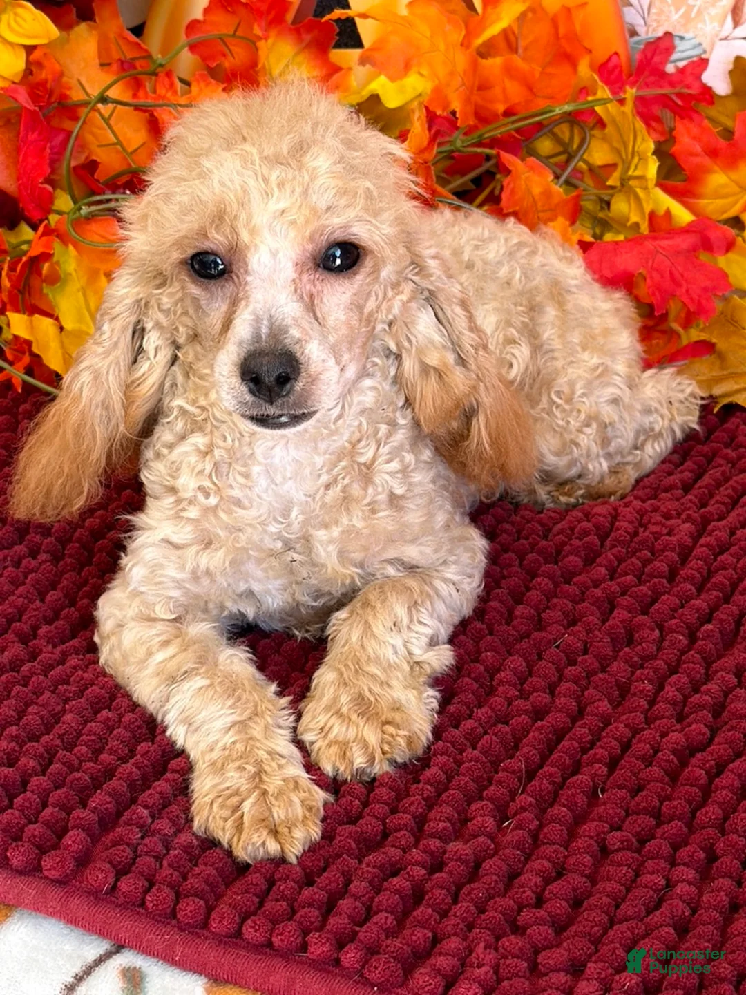 Toy Poodle dogs for sale: Stella - Ad 3