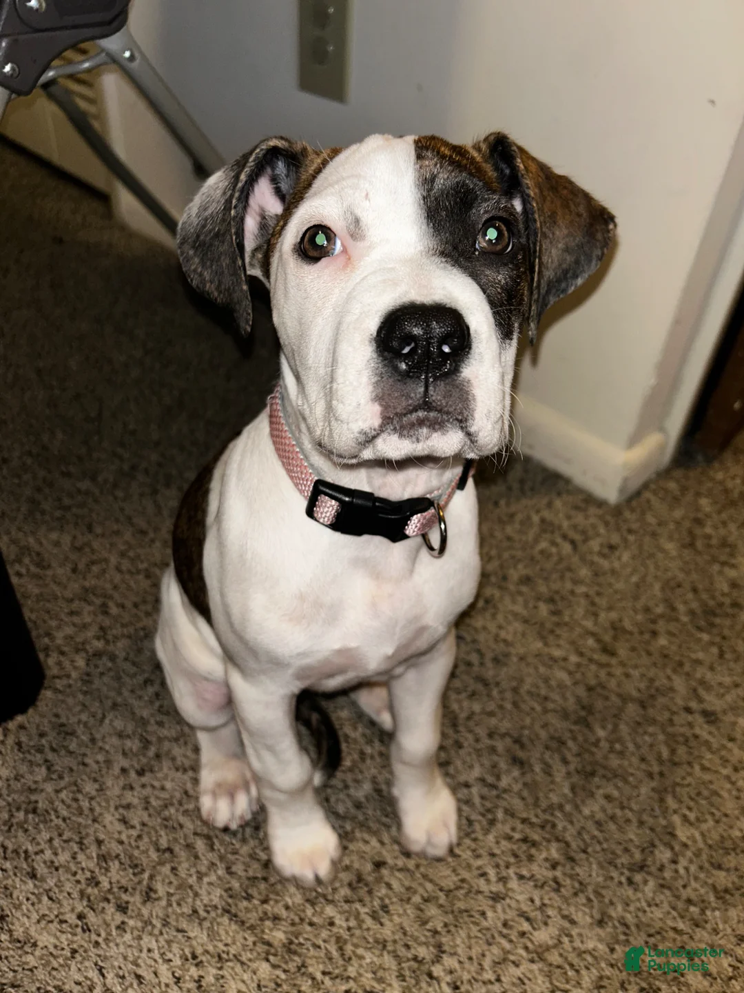 Mixed Breed dogs for sale: Mixed Breed Puppy 11 - Ad 1