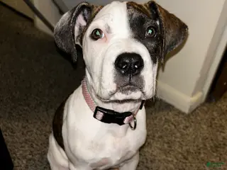 Mixed Breed dogs Mixed Breed Puppy 11 - Ad 7