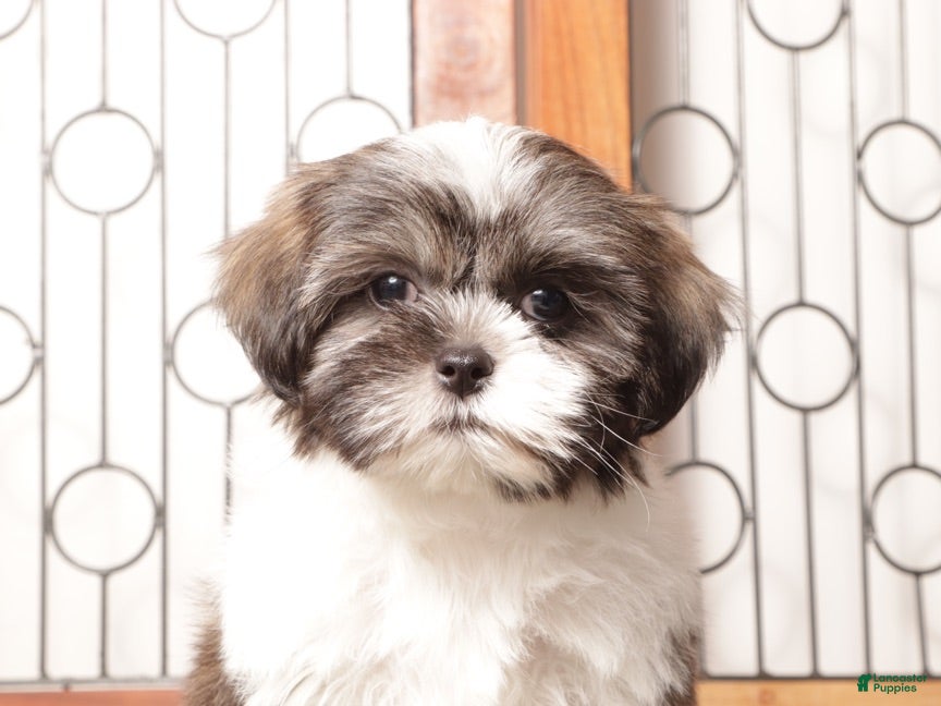 Shih Tzu dogs Kiwi - Ad 2