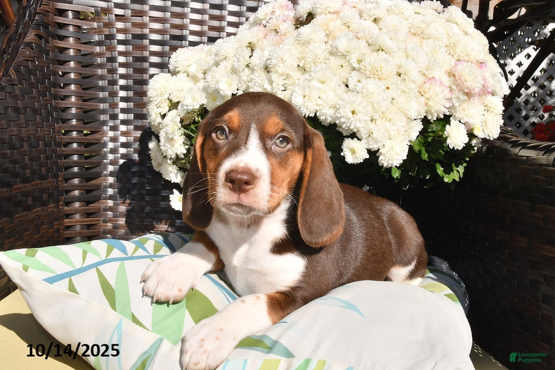 Beagle dogs for sale: Jenny - Ad 2