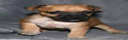 Rat Terrier dogs for sale: Wonton - Ad 6