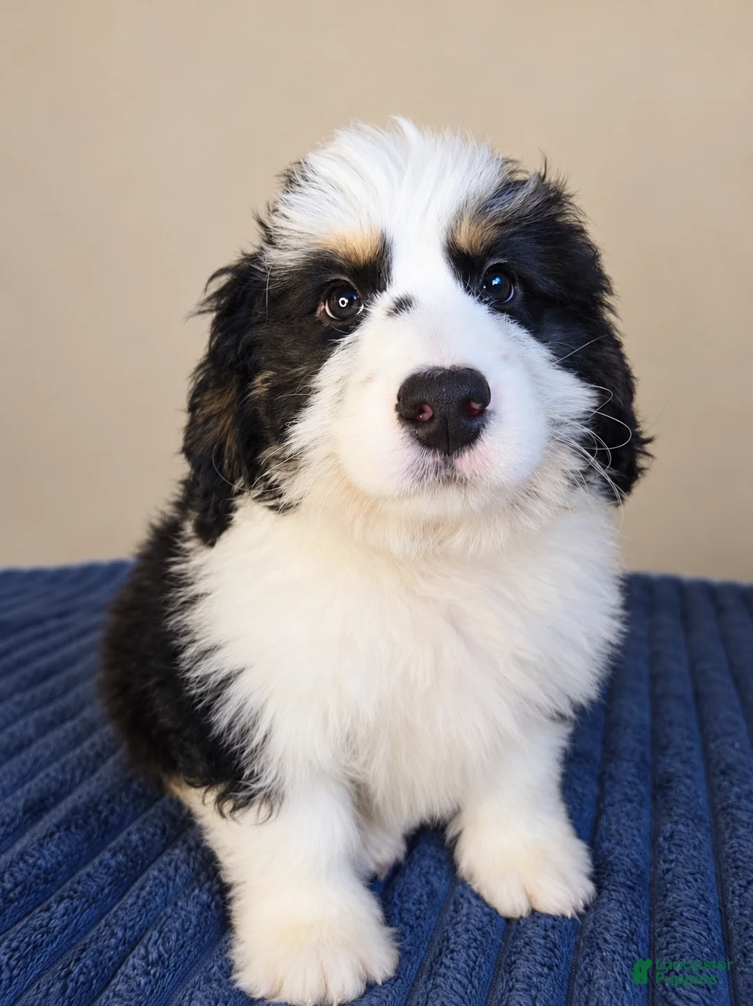 Bernedoodle dogs for sale: Oreo - Ad 2