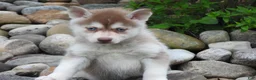 Pomsky dogs for sale: Toby - Ad 6