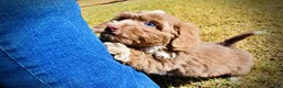 Havapoo dogs for sale: Oscar - Ad 7