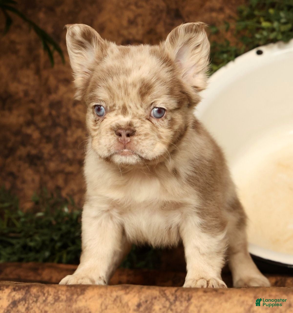 French Bulldog dogs for sale: Leo - Ad 28