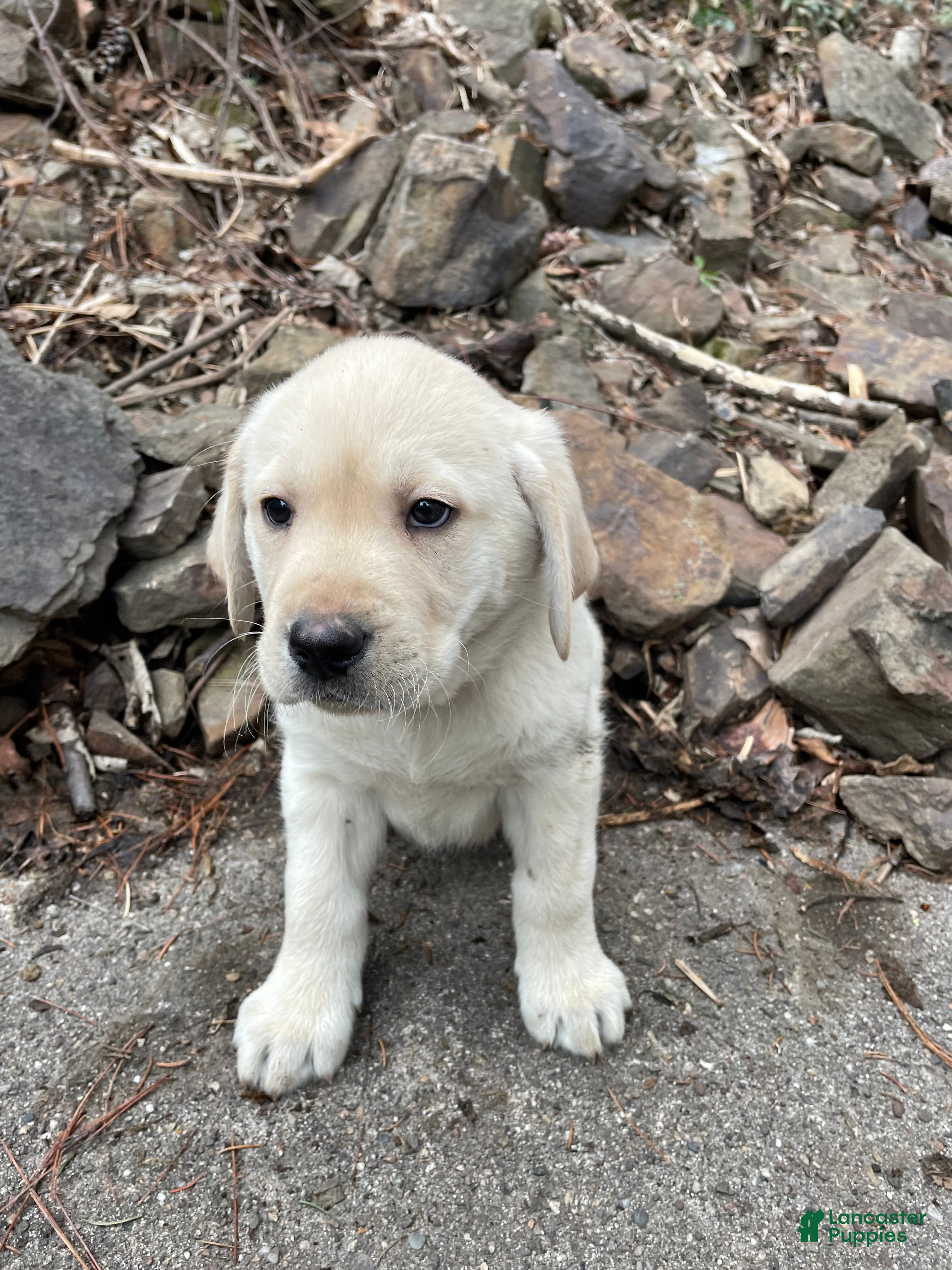 Labrador Retriever dogs Labrador Retriever collar Blue  - Ad 2