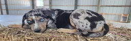 Catahoula Leopard Dog dogs for sale: Duchess 2026 Male 5 - Ad 8