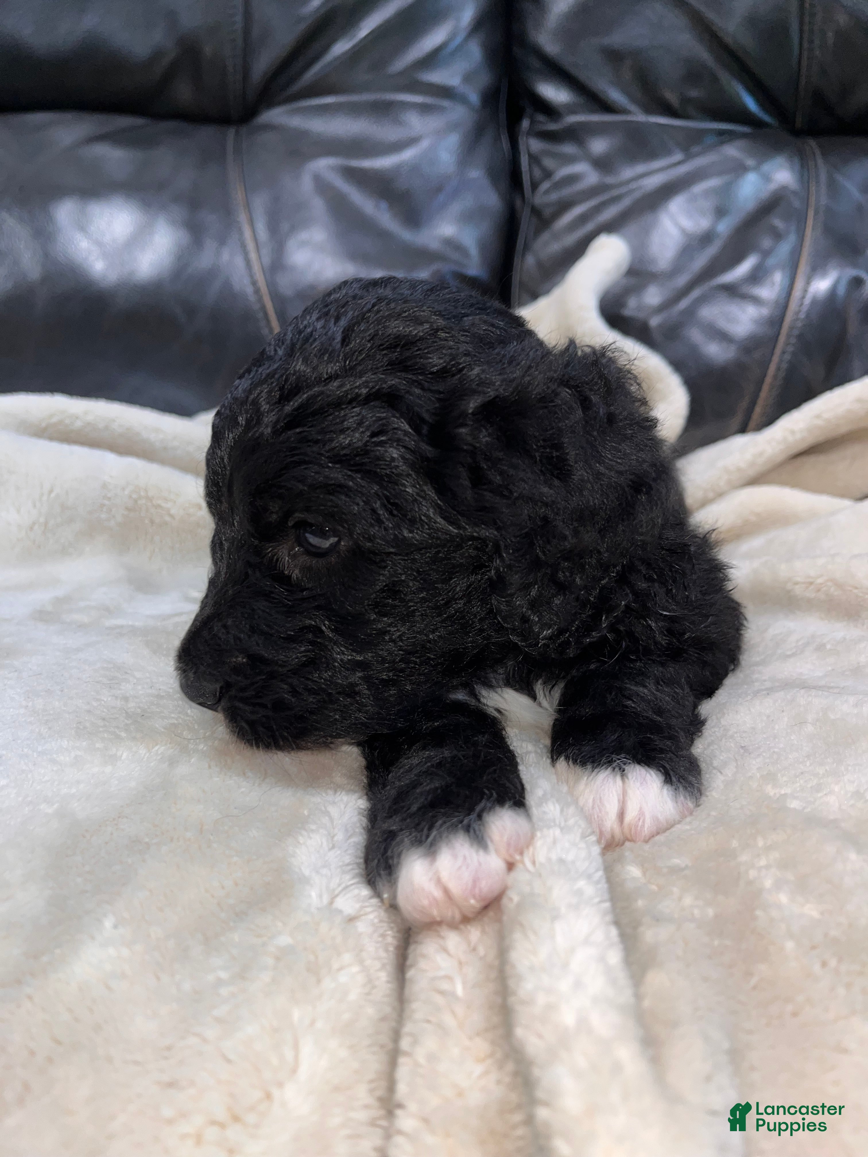 Mixed Breed dogs Boy 3 - Ad 7
