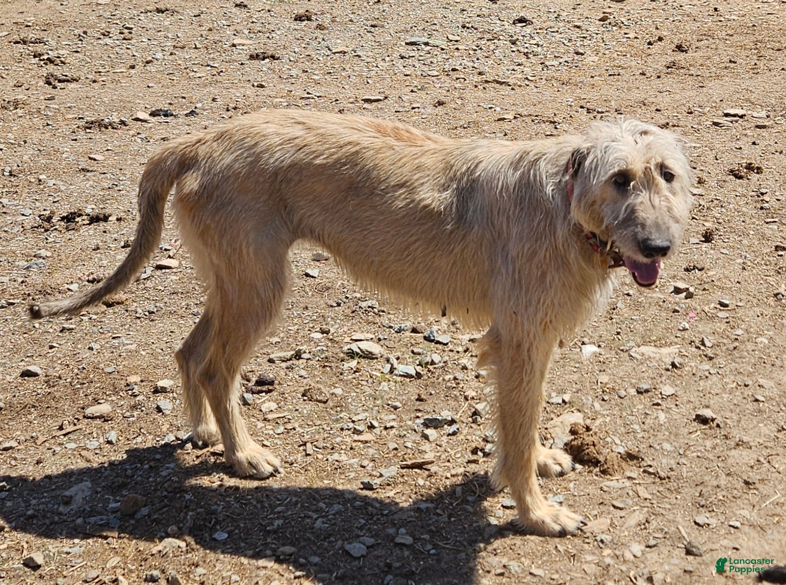 Irish Wolfhound dogs Irish Wolfhound Puppy 1 - Ad 2