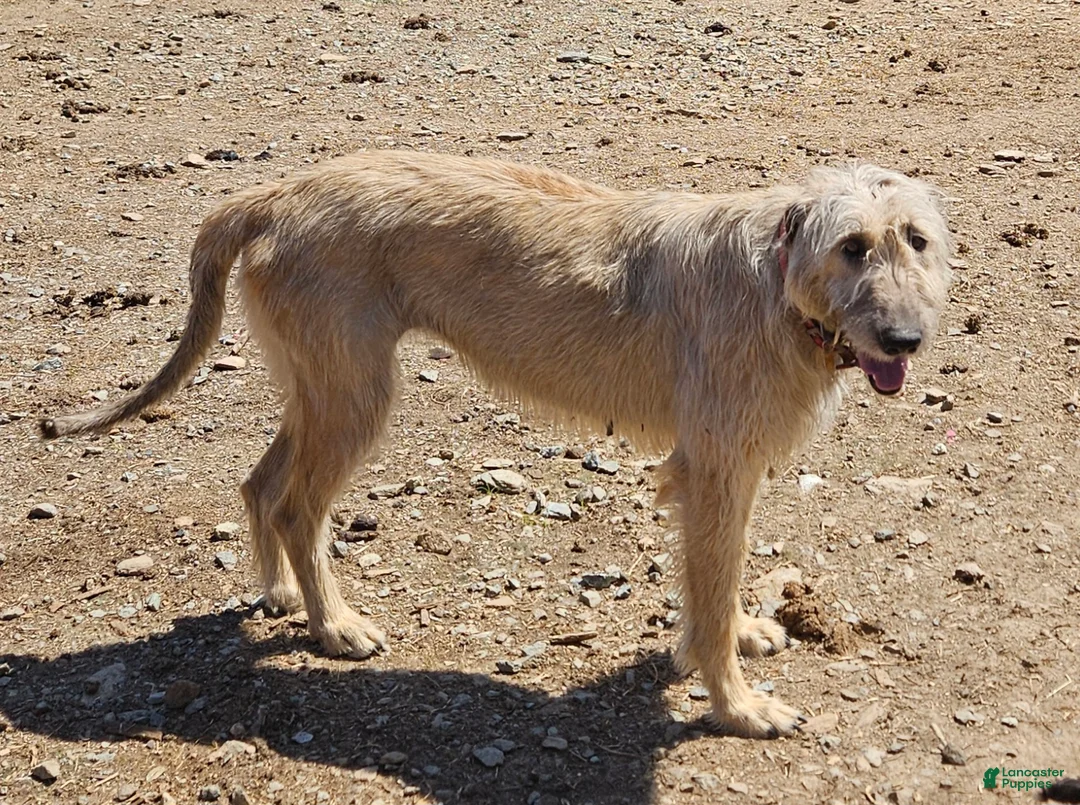 Irish Wolfhound dogs for sale: Irish Wolfhound Puppy 2 - Ad 2