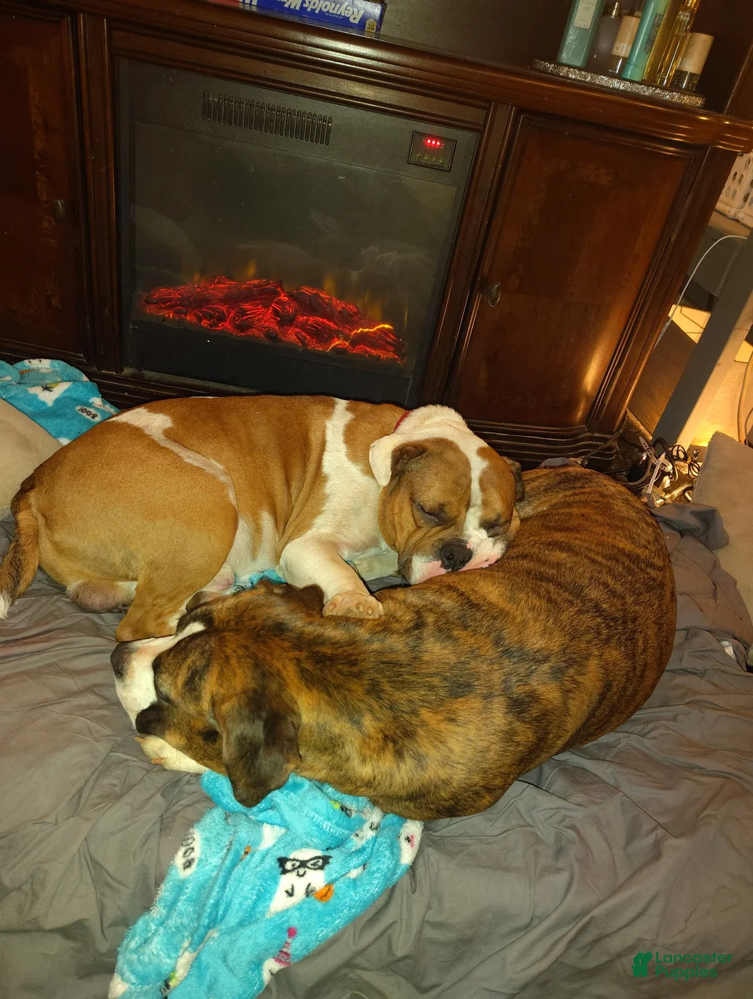 Mixed Breed dogs for sale: English bulldog  - Ad 4
