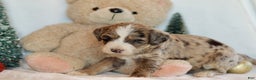 Bernedoodle dogs for sale: Alpine - Ad 5