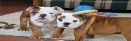 English Bulldog dogs for sale: English Bulldog Puppy 3 - Ad 8