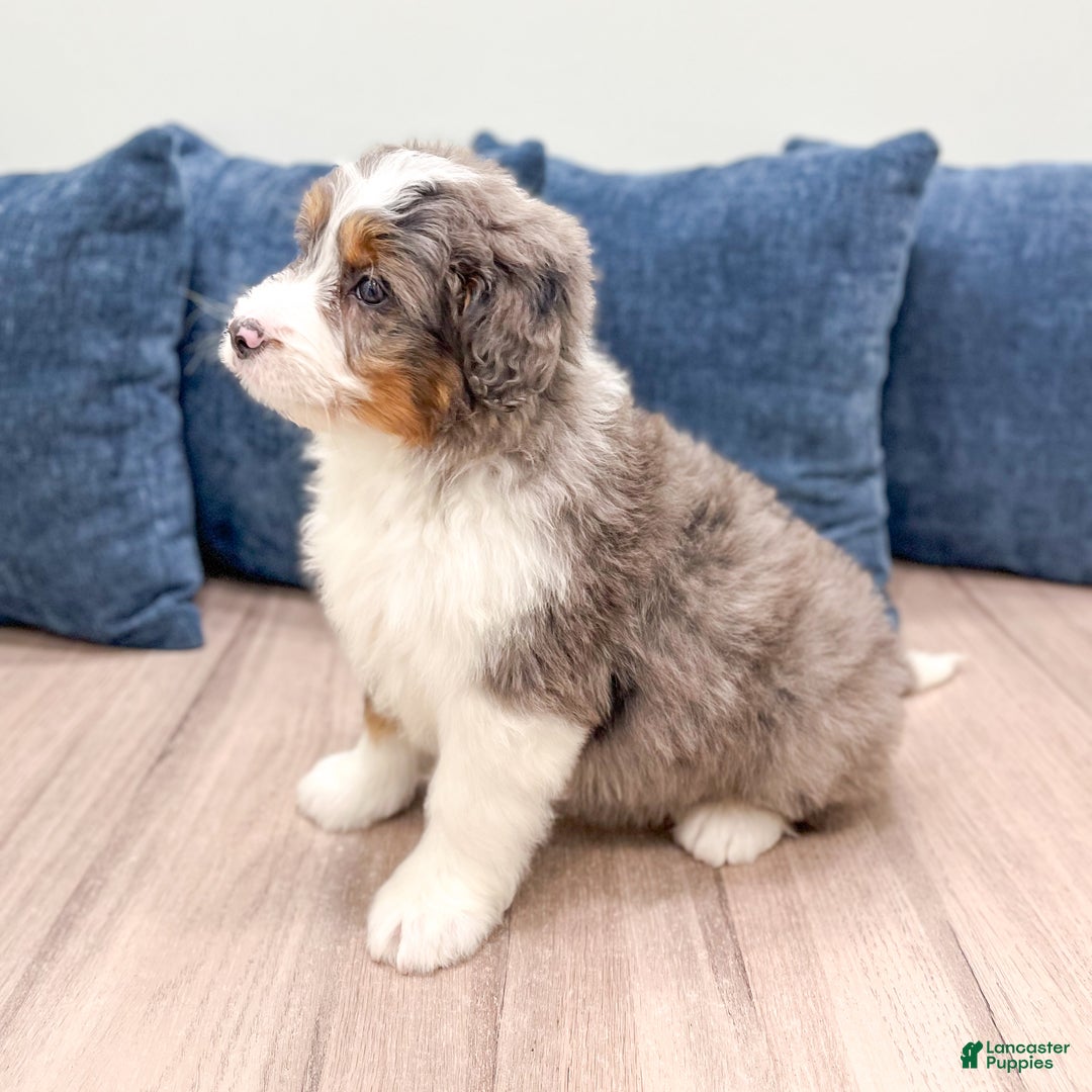 Mini Bernedoodle dogs for sale: Annie - Ad 3