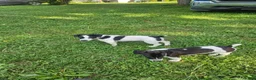 Jack Russell Terrier dogs for sale: Cookie - Ad 4
