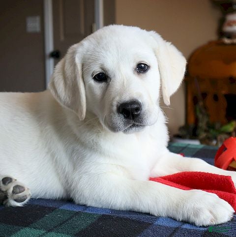 Labrador Retriever dogs Willow -Champ lines - Ad 2