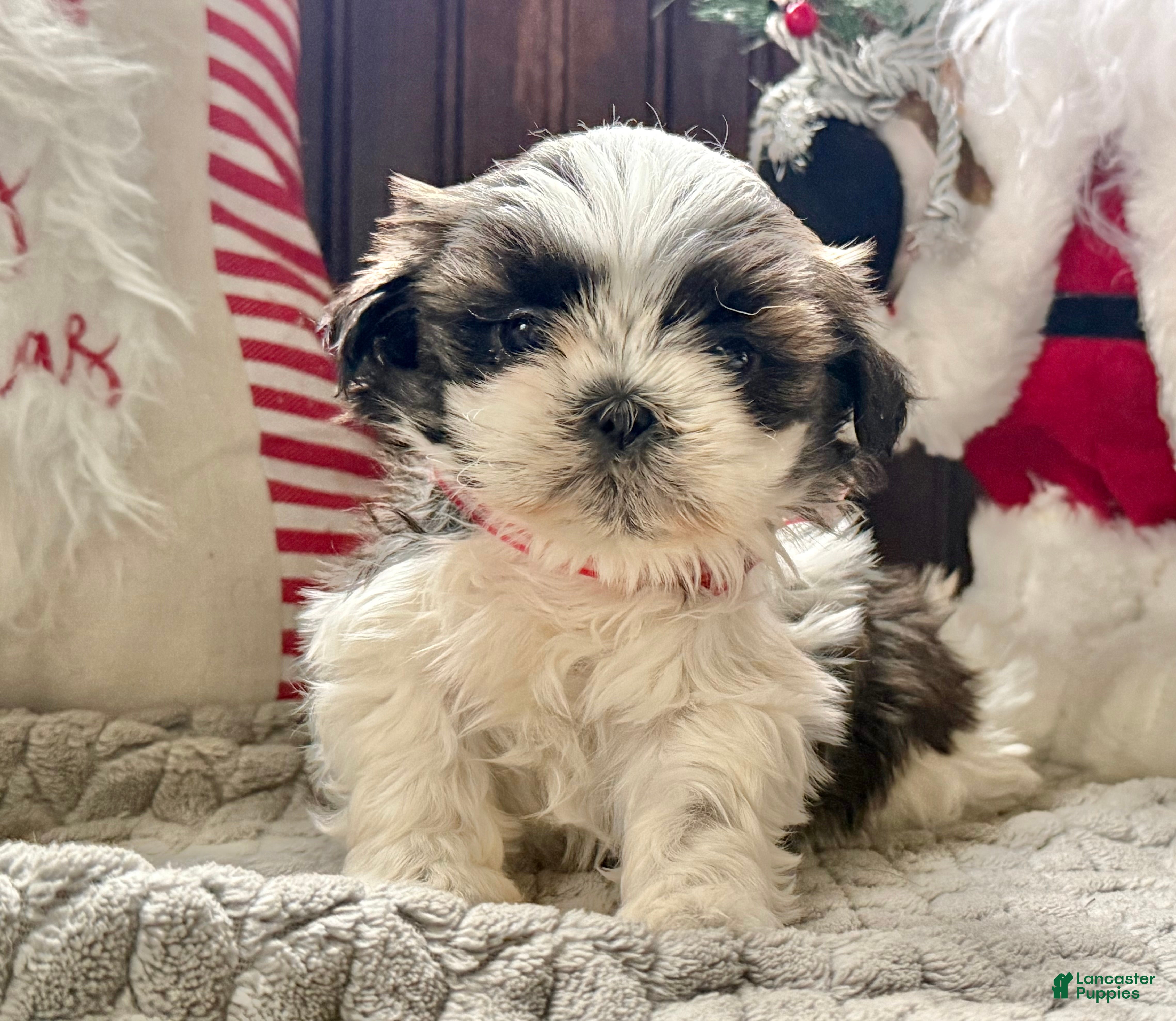Shih Tzu dogs Pansy - Ad 31