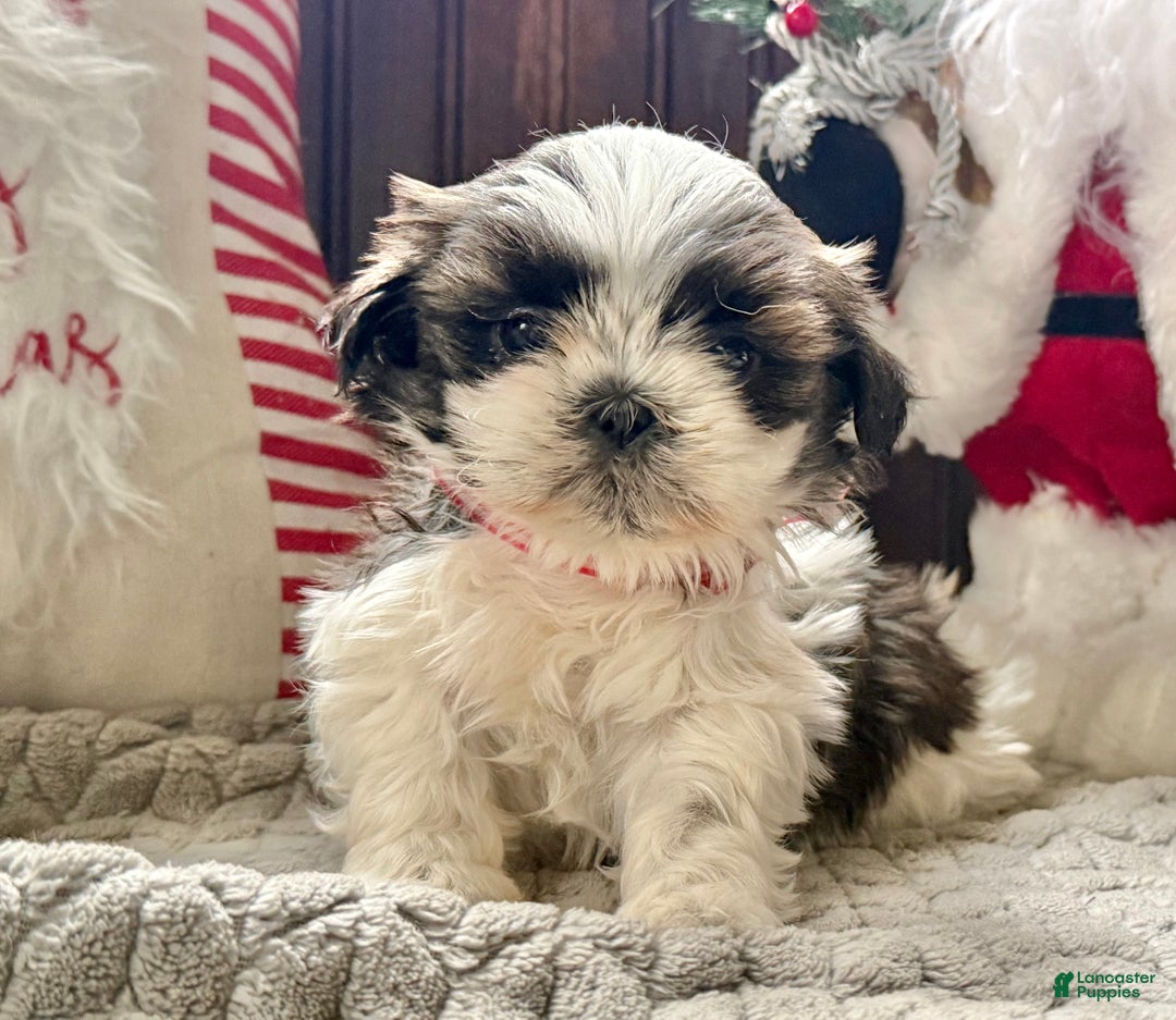 Shih Tzu dogs for sale: Pansy - Ad 1