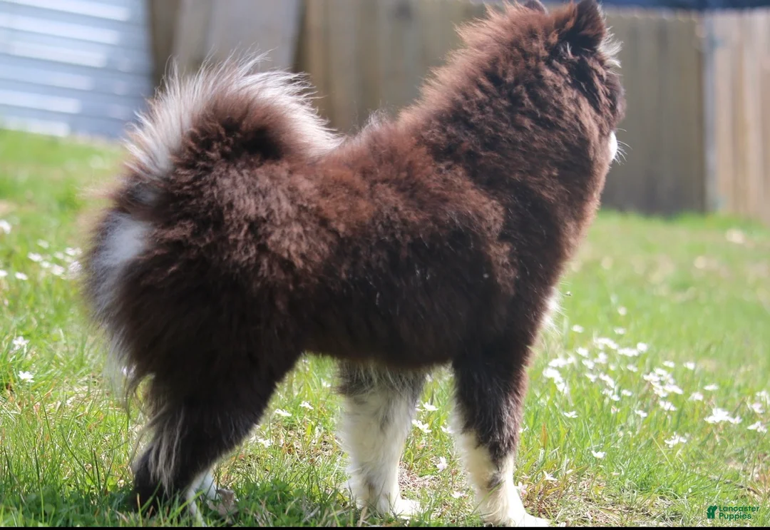 Pomsky dogs for sale: Grizzly - Ad 6