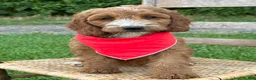 Irish Doodle dogs for sale: Maggie - Ad 6