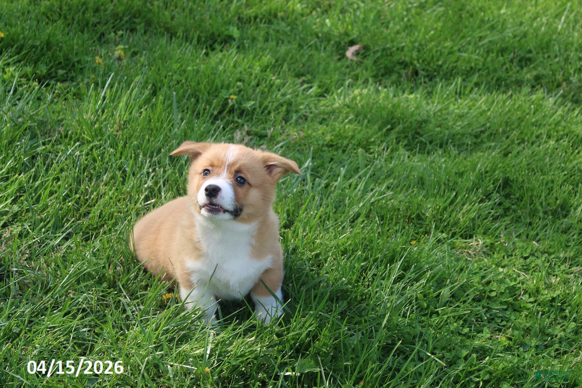 Welsh Corgi Pembroke dogs Buddy - Ad 2