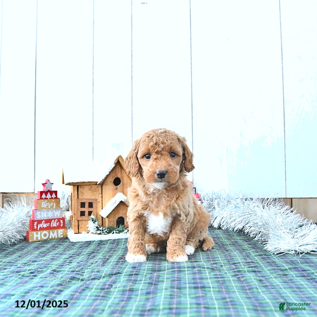 Mini Goldendoodle dogs for sale: Nancy - Ad 2