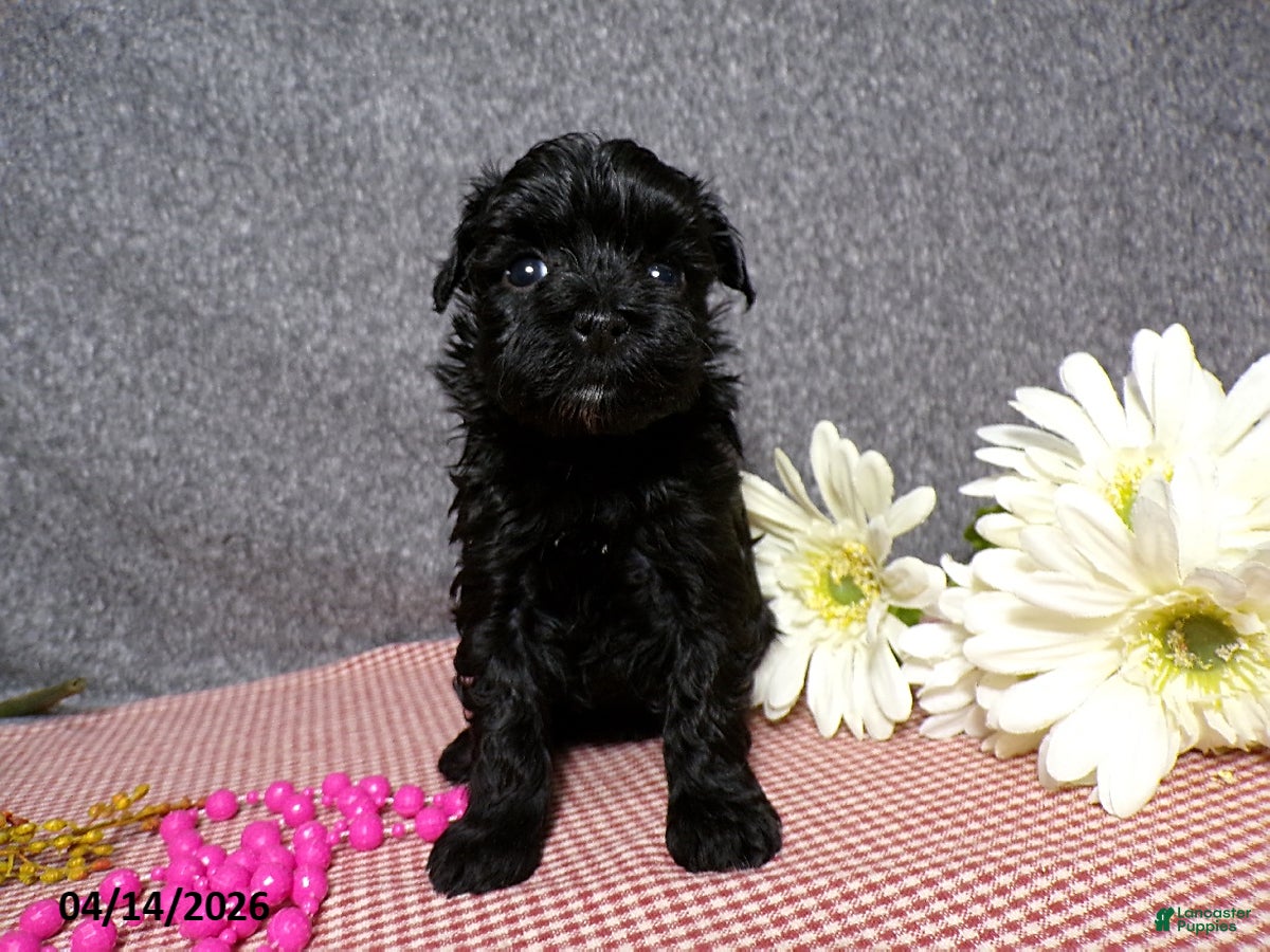 Havapoo dogs Bianca - Ad 2