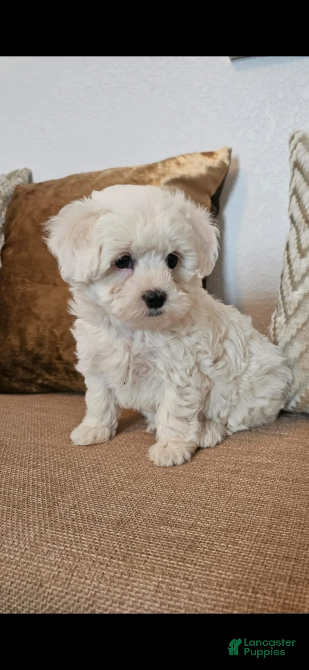 Maltipoo dogs for sale: Maltipoo Puppy 2 - Ad 4