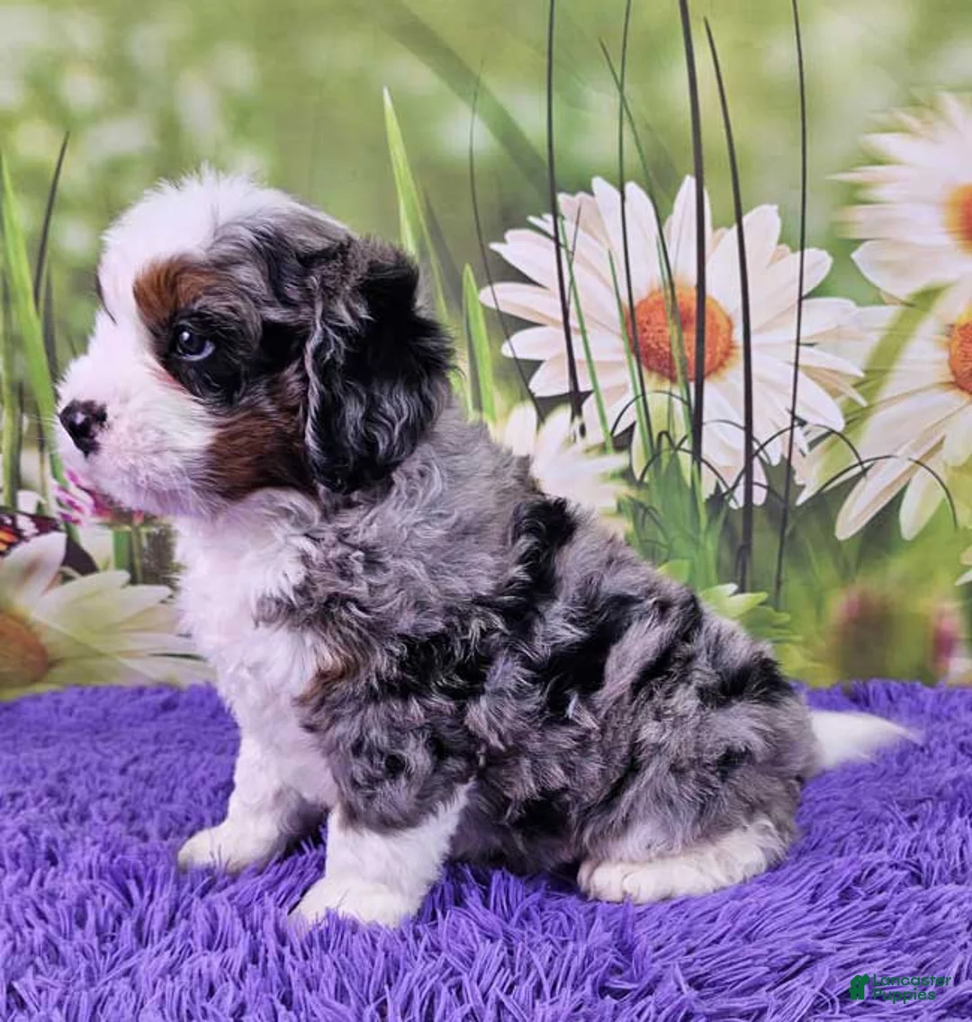 Mini Bernedoodle dogs for sale: Dappler - Ad 3