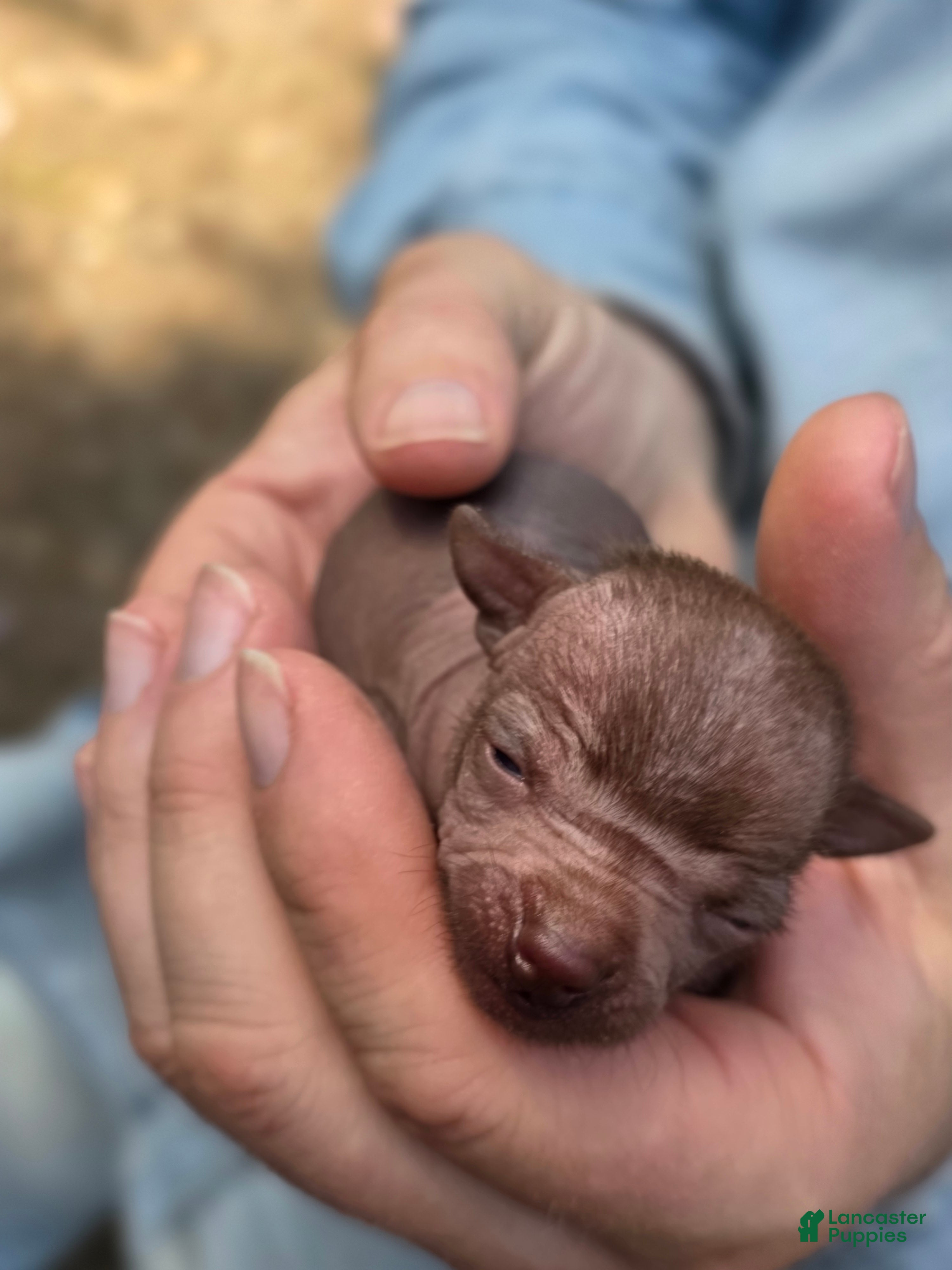 Mixed Breed dogs Mushu - Ad 1