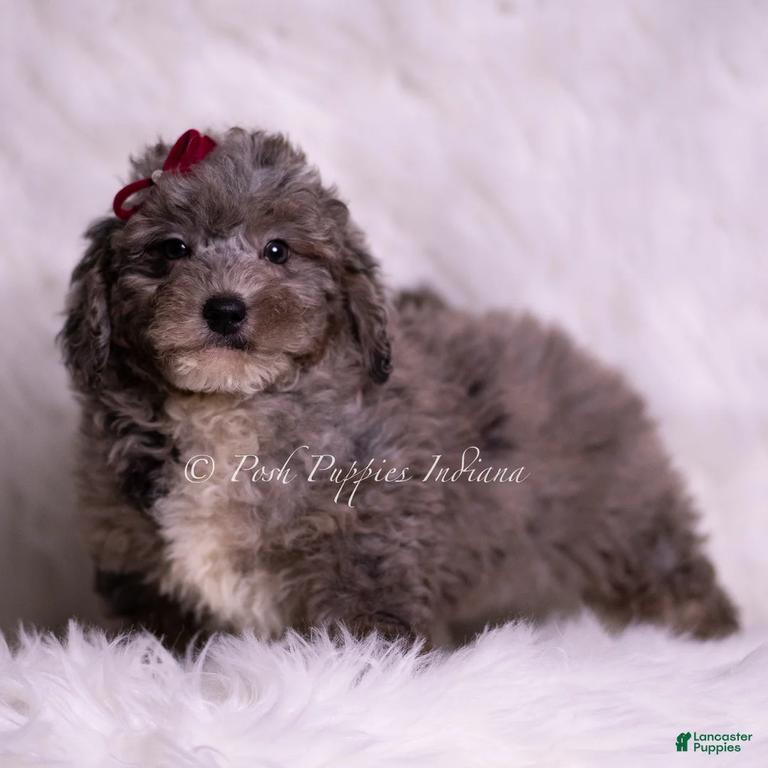 Mini Goldendoodle dogs for sale: Ventura - Ad 2