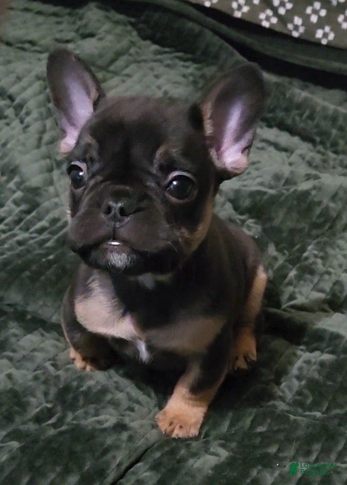 French Bulldog dogs French Bulldog Puppy 1 - Ad 27
