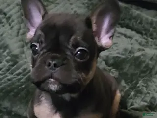 French Bulldog dogs French Bulldog Puppy 1 - Ad 27