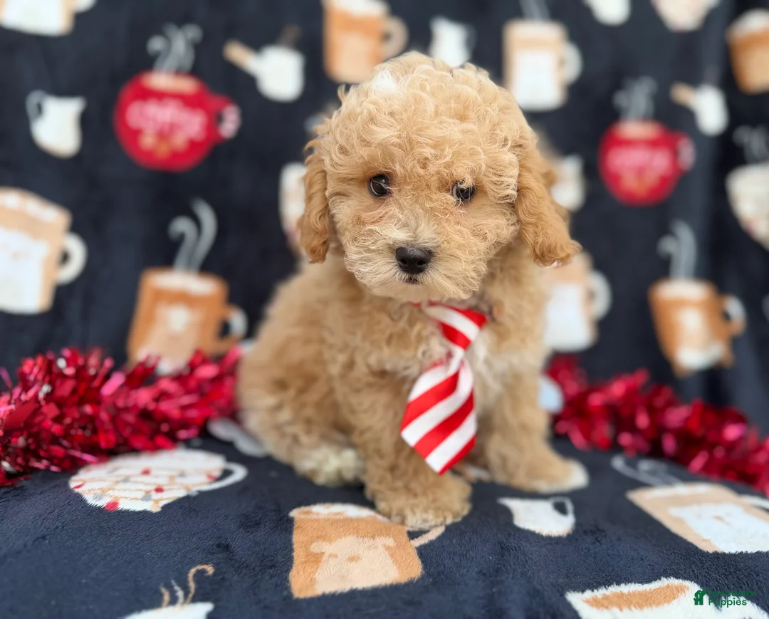 Bichpoo dogs for sale: Zane - Ad 4