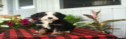Mini Bernedoodle dogs for sale: Romeo - Ad 4