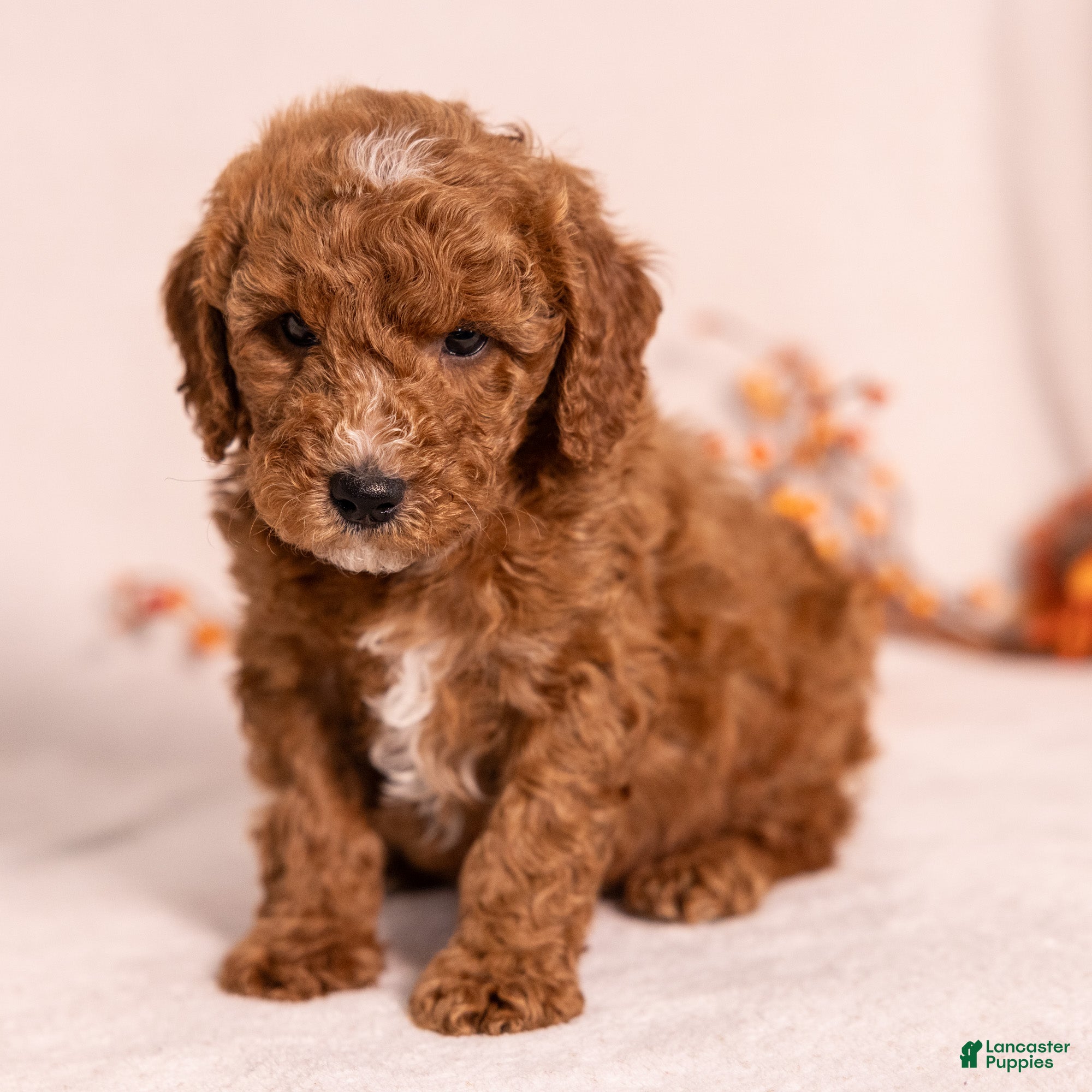 Miniature Poodle dogs for sale: Obie - Ad 1