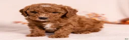 Miniature Poodle dogs for sale: Obie - Ad 1