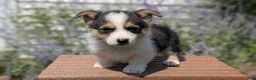 Welsh Corgi Pembroke dogs for sale: Liam  - Ad 3